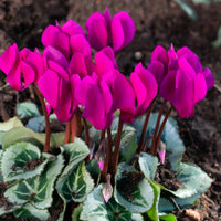 Ruby Glow Hardy Fall Blooming Cyclamen Seeds