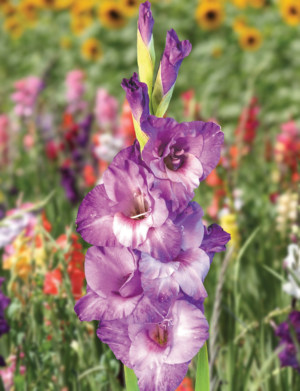 Gladiolus- Flevo Nautica