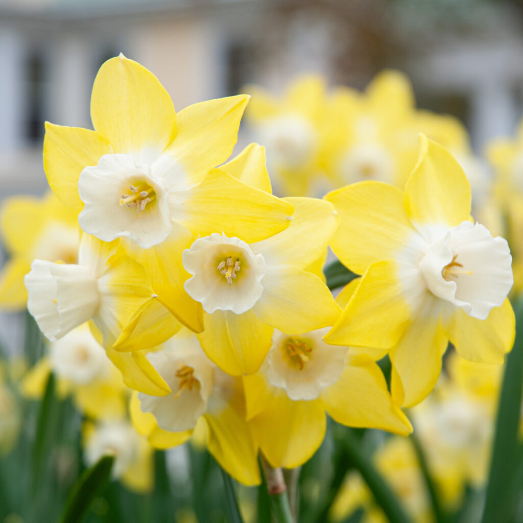Pipit Daffodil Seeds