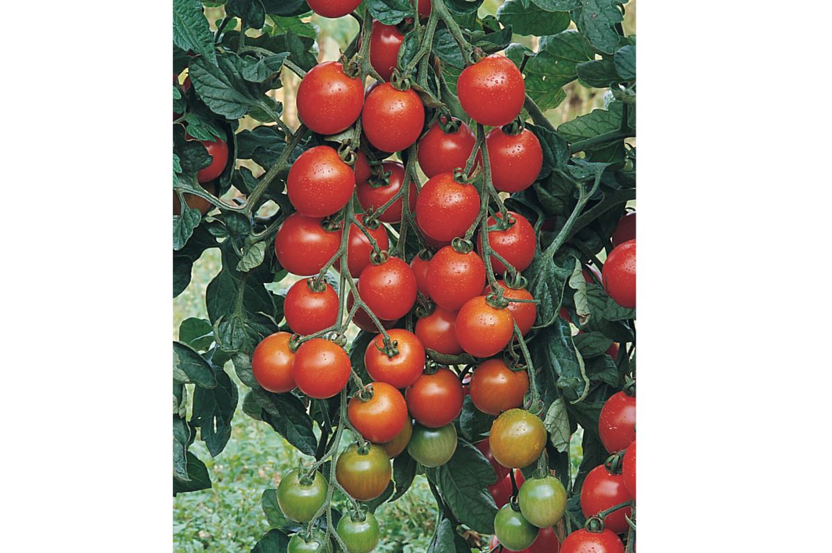 Favorita – Tomato Seed