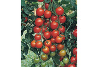 Favorita – Tomato Seed