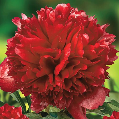 Red Grace Peony