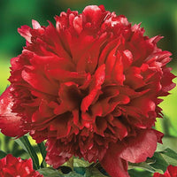 Red Grace Peony