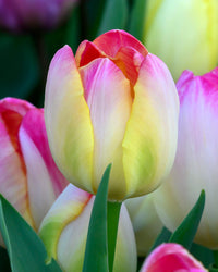 Supri Erotic Tulip Seeds