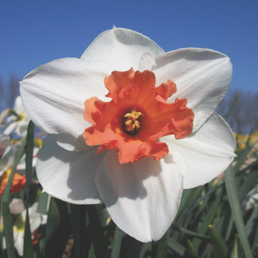 Cool Flame Daffodil Seeds