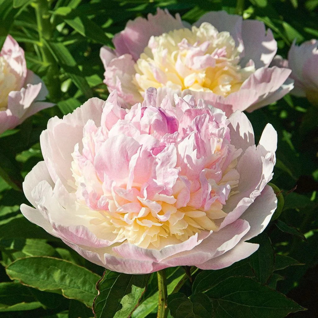 Raspberry Sundae Peony