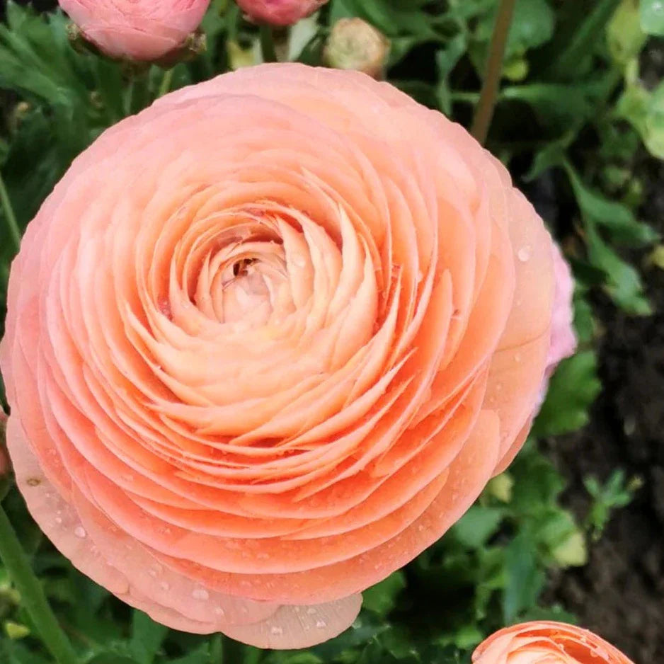 Ranunculus- Elegance Salmone 06