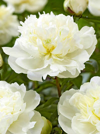 Herbaceous Peony- Duchesse de Nemours