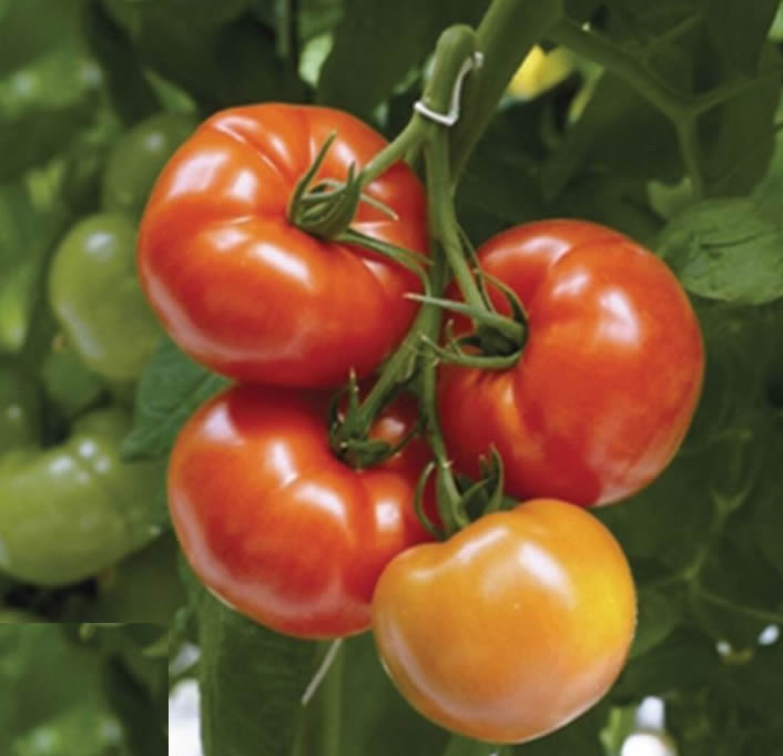 Geronimo/Shin Cheong Gang Grafted – Organic Tomato Seed