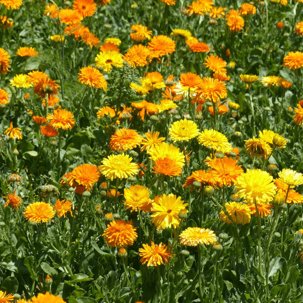 Calendula- Princess Mix