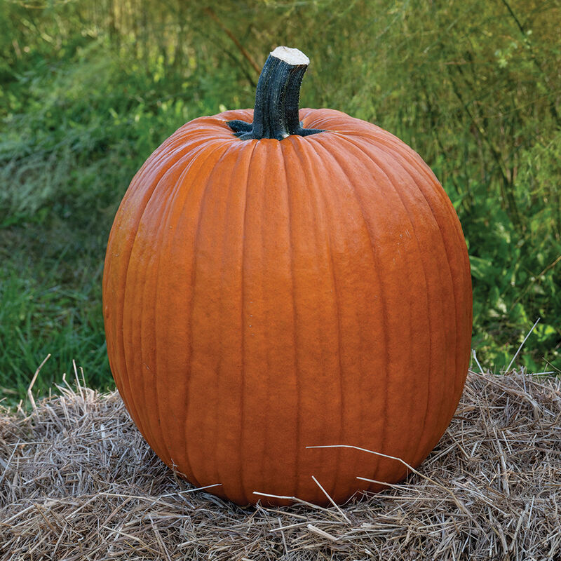 Champion – Pumpkin Seed