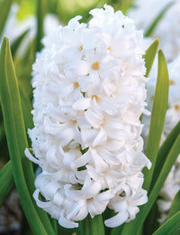 Hyacinth- Pallas