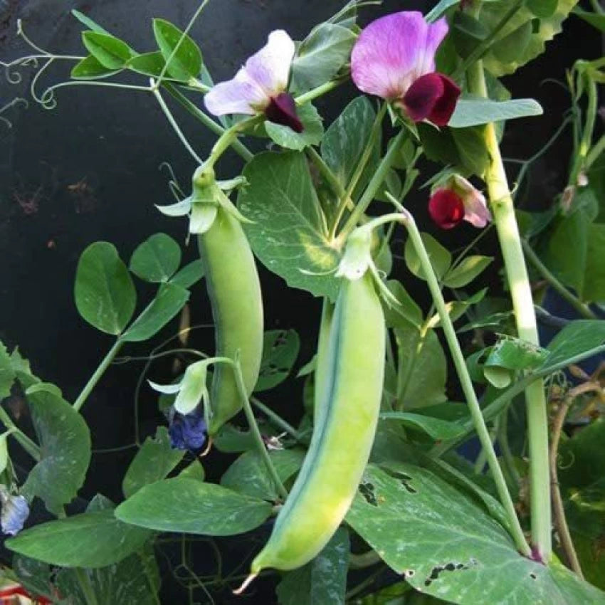Dwarf Grey Sugar – Pea Seed