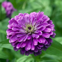 Purple Zinnia Flower Seeds for Garden Planting – Bright Blooms, Non-GMO, Heirloom Seeds