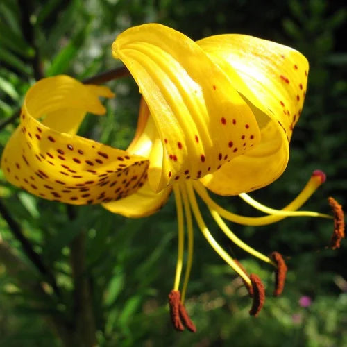 Leichtlinii Lily Seeds