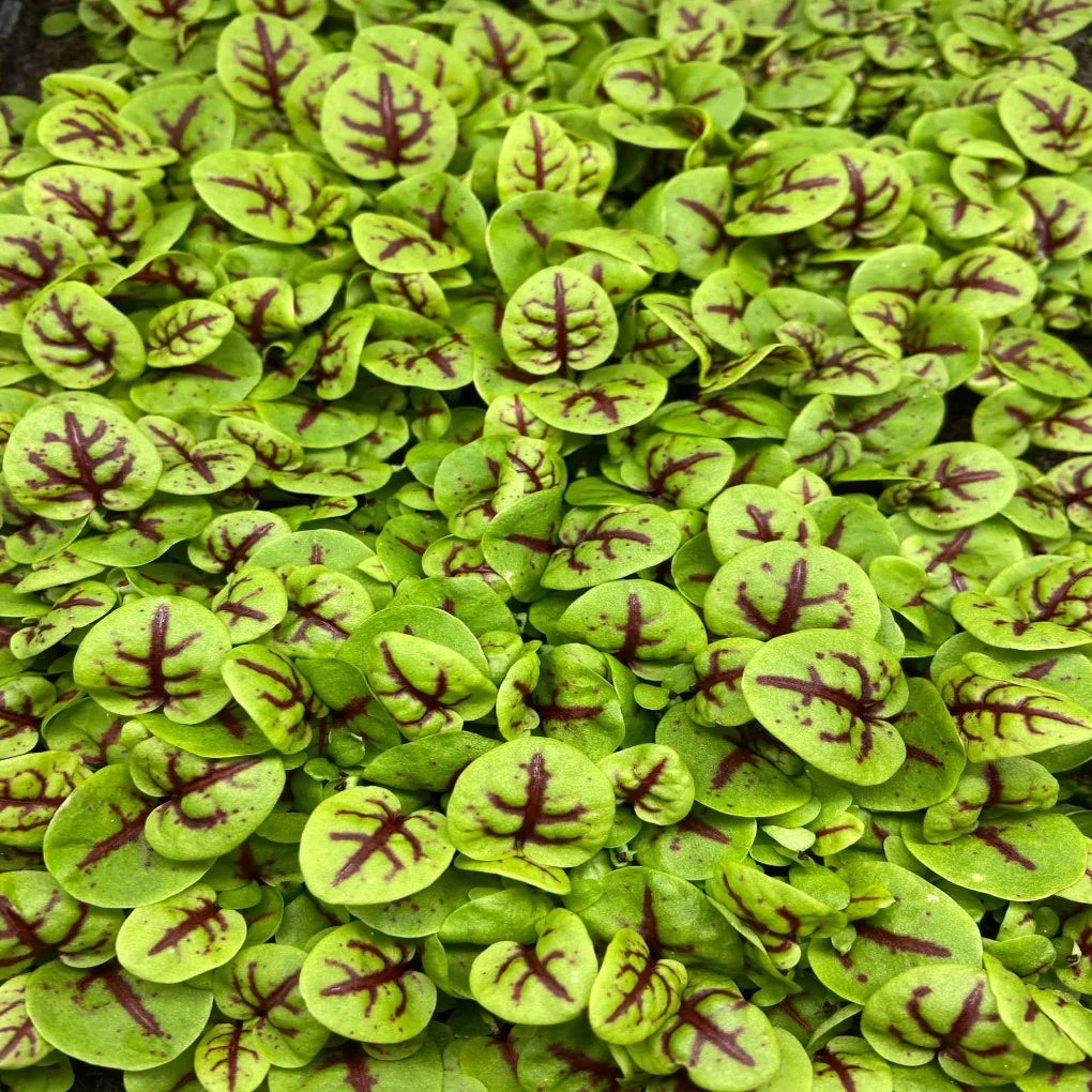 Red Veined Sorrel – Green Seed