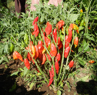 Hot Paper Lantern – Organic Habanero Pepper Seed