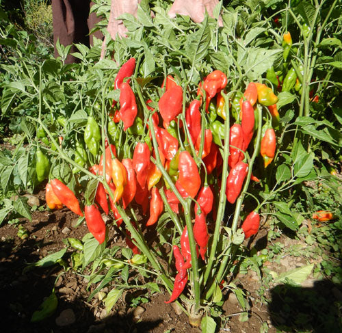 Hot Paper Lantern – Organic Habanero Pepper Seed