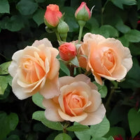 Peach Rose Heirloom Non-GMO Seeds for Planting
