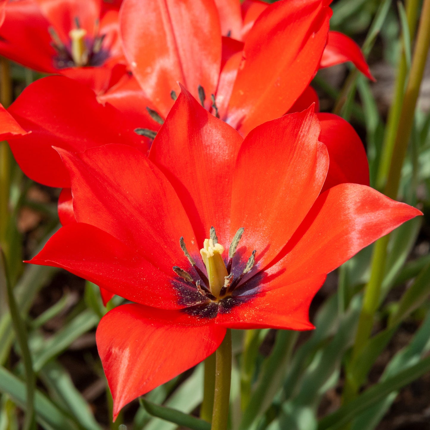 Linifolia Tulip Seeds