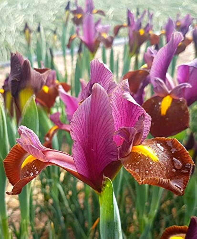 Dutch Iris- Red Ember