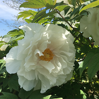 Renkaku Tree Peony