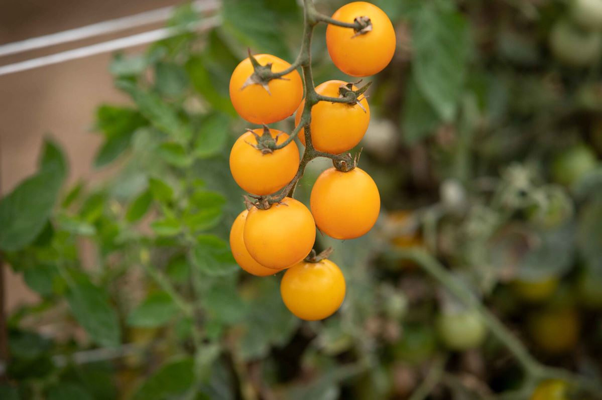 Gold Nugget – Organic Tomato Seed