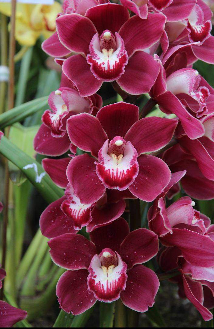 Cymbidium Orchid Seeds - Heirloom Non-GMO Planting Flower Seeds