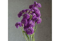 Quartet Blue – Stock Seed