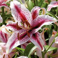 Dizzy Oriental Lily Seeds