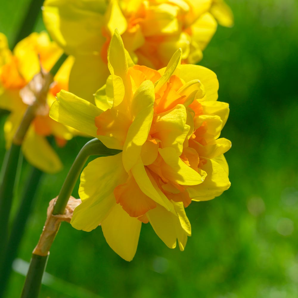 Le Torch Daffodil Seeds
