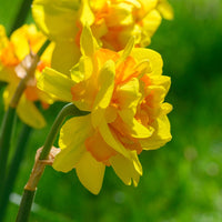 Le Torch Daffodil Seeds