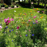 Midwest Pollinator Wildflower Mixture