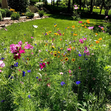 Midwest Pollinator Wildflower Mixture