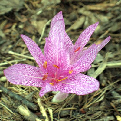 Colchicum- Agrippinum