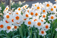 Barrett Browning Daffodil Seeds