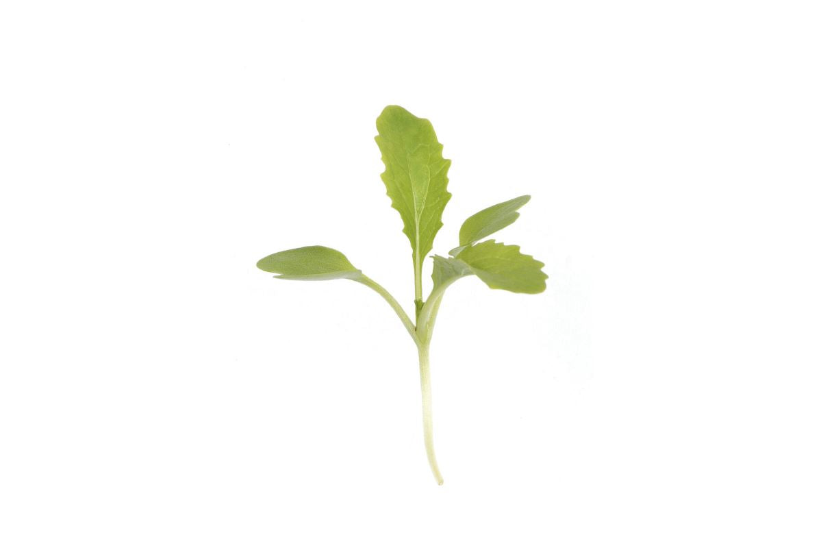 Chinese Cabbage, Kogane – Microgreen Seed