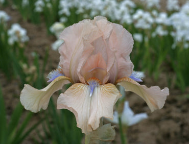 Concertina Reblooming Bearded Iris