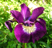 Sultan's Ruby Siberian Iris