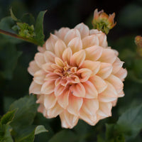 Dahlia- Bracken Palomino (Tuber)