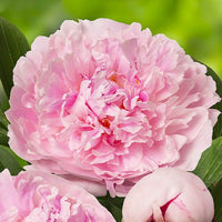 Reine Hortense Peony