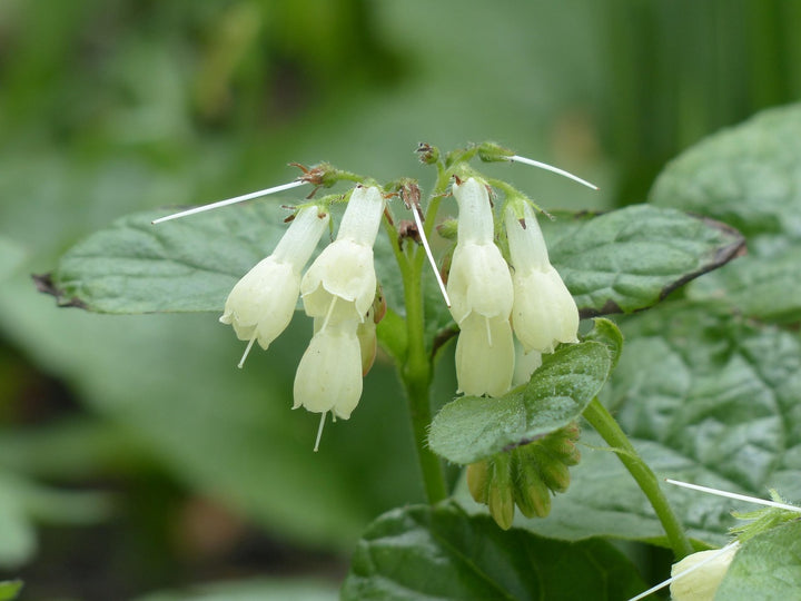 Heirloom Non-GMO Symphytum Flower Seeds – White Beauty Blooms for Garden Planting