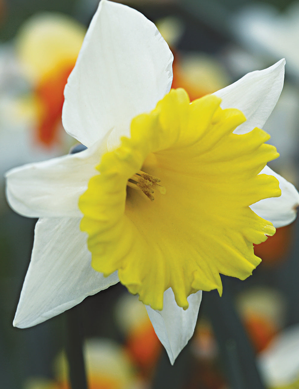 Daffodil- Ptolemy