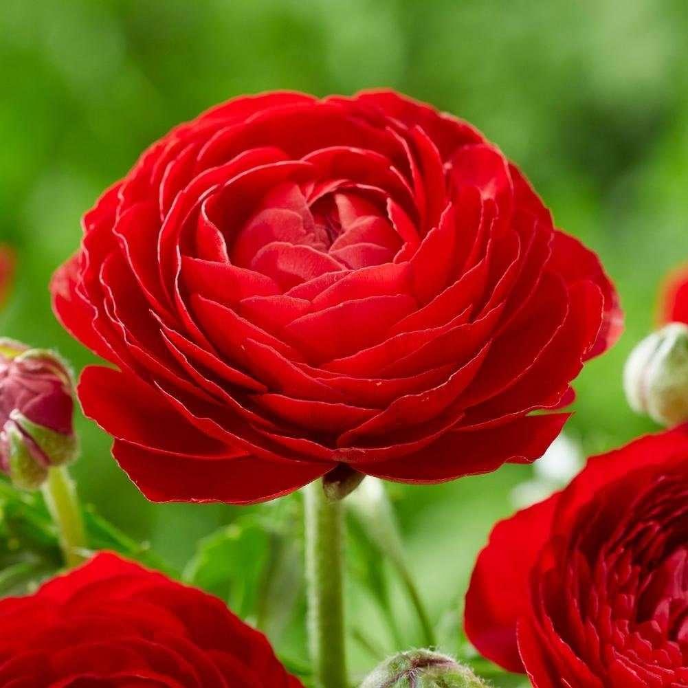 Ranunculus- Primo Rosso Red (Corm)