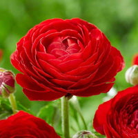 Ranunculus- Primo Rosso Red (Corm)