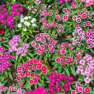 Dianthus Baby Doll Mixed Color Flower Seeds