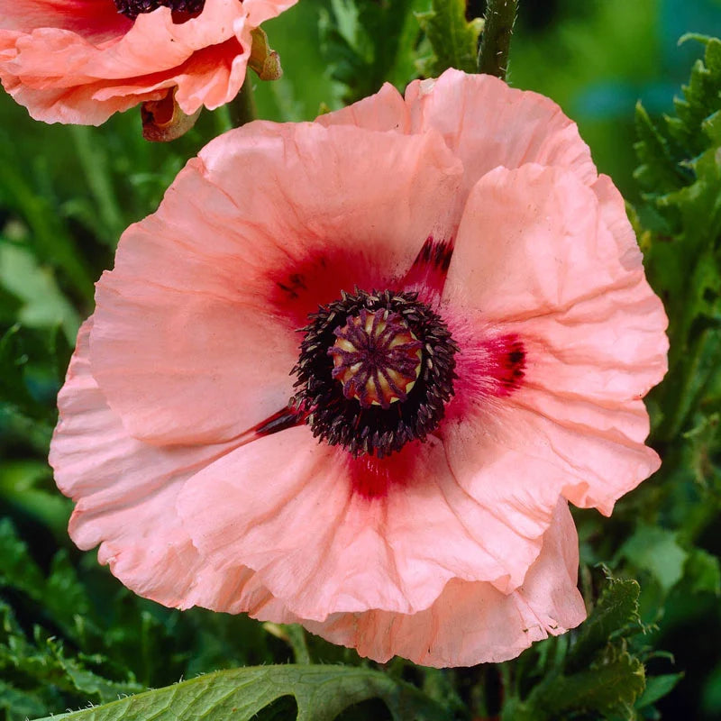 Mrs Perry Oriental Poppy