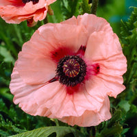 Mrs Perry Oriental Poppy