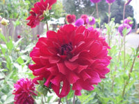 Dahlia- Red Gem (Tuber)