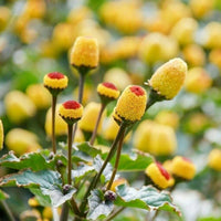 Yellow Spilanthes Acmella Plant Seeds – Heirloom Non-GMO Medicinal Herb Seeds for Garden Growing